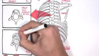 Anatomy Thorax Overview  Ribs Sternal angle Pleura and Pneumothorax [upl. by Annayr]