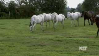 White Thoroughbreds  Kentucky Life  KET [upl. by Shelby]