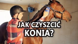 Jak czyścić konia Pielęgnacja konia [upl. by Drarej]