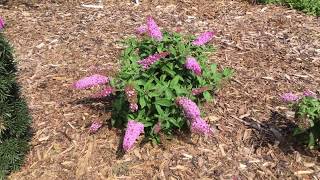 PUGSTER™ Butterfly Bush  WWWGARDENCROSSINGSCOM [upl. by Cida]