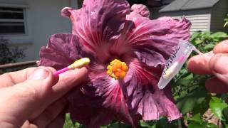 How To pollinate hibiscus [upl. by Arihk]