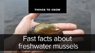 Fast facts about freshwater mussels  Things to Know [upl. by Compton]