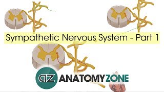 Sympathetic Nervous System Anatomy  Part 1 [upl. by Rahm]