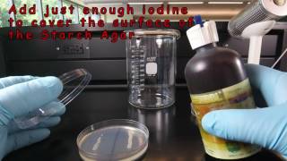 Starch Hydrolysis [upl. by Loux842]