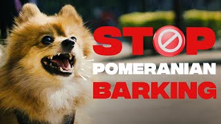 How to Train YOUR Pomeranian Puppy Not to Bark [upl. by Arde]