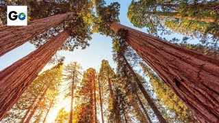 Sequoia amp Kings Canyon National Parks [upl. by Ardnaed805]