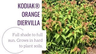 Kodiak®️ Orange Diervilla  wwwgardencrossingscom [upl. by Naga]