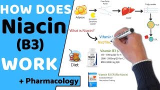 How does Niacin B3 Work  Pharmacology [upl. by Wendell988]