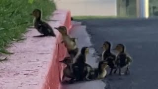 Ducklings Struggle to Climb up Curb While Crossing Street Behind Mother Duck [upl. by Natale]