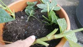 Making more  propagating Fatsia Japonica [upl. by Alihs]