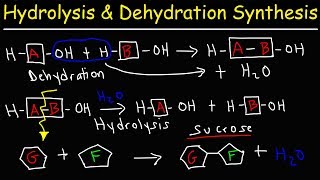 Hydrolysis and Dehydration Synthesis Reactions [upl. by Gasper]