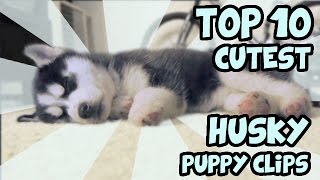 TOP 10 CUTEST HUSKY PUPPY VIDEOS OF ALL TIME [upl. by Aikmat335]