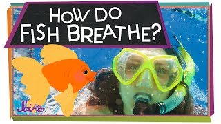 How Do Fish Breathe  Animal Science for Kids [upl. by Nairb]