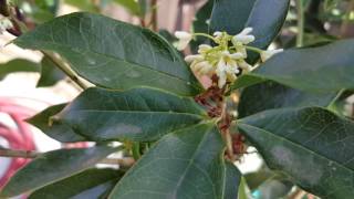 Fragrant Tea Olive Osmanthus Fragrans [upl. by Nanor]