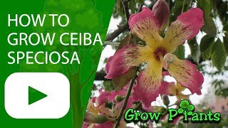 How to grow Ceiba speciosa [upl. by Nisen]