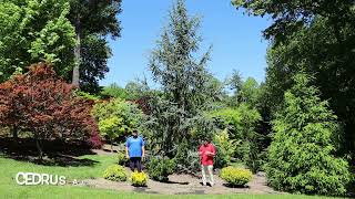 Cedrus Atlantica Fastigiata Blue Atlas Cedar Large Specimen Garden  Conifer Collector [upl. by Essyla86]