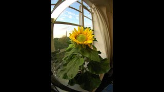 My Sunflower Timelapse  from Seed to Flower to Seed [upl. by Yelruc]