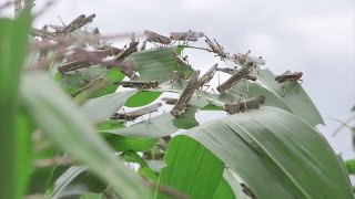 Biopesticides for Locust Control [upl. by Friedly]